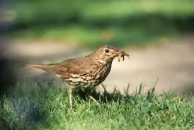 Attēlu rezultāti vaicājumam “Turdus philomelos”