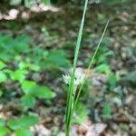 Attēlu rezultāti vaicājumam “Luzula luzuloides fruit”