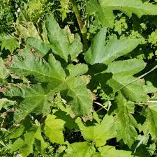 Attēlu rezultāti vaicājumam “Heracleum”