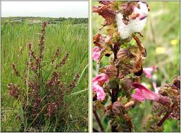 Attēlu rezultāti vaicājumam “Pedicularis palustris flower”