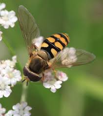 Attēlu rezultāti vaicājumam “Eupeodes corollae”