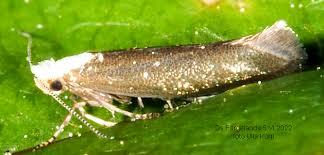 Attēlu rezultāti vaicājumam “Argyresthiidae”