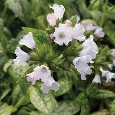 Image result for Pulmonaria officinalis