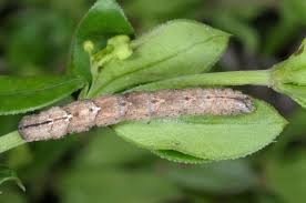 Attēlu rezultāti vaicājumam “Catarhoe cuculata”