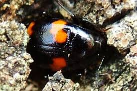 Attēlu rezultāti vaicājumam “Scaphidium quadrimaculatum”