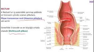 Image result for b%FD%E7ak anatomisi