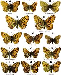 Attēlu rezultāti vaicājumam “Boloria eunomia underside”