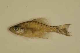 Image result for Pomoxis annularis