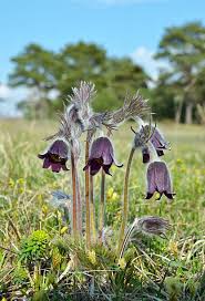 Attēlu rezultāti vaicājumam “Pulsatilla pratensis”