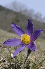 Attēlu rezultāti vaicājumam “Pulsatilla”