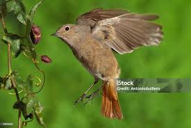 Attēlu rezultāti vaicājumam “Phoenicurus ochruros female”