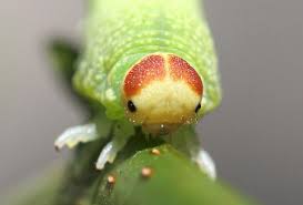 Attēlu rezultāti vaicājumam “Trichiosoma larva”