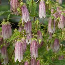 Image result for Glockenblumen