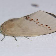 Attēlu rezultāti vaicājumam “Platyptilia sp.”