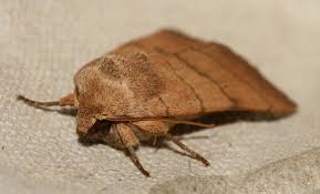 Attēlu rezultāti vaicājumam “Charanyca trigrammica”