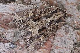 Attēlu rezultāti vaicājumam “Apamea remissa”