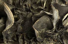 Attēlu rezultāti vaicājumam “Leptogium saturninum”