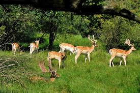 Attēlu rezultāti vaicājumam “Dama dama”