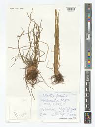 Attēlu rezultāti vaicājumam “Isoetaceae”