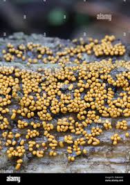 Attēlu rezultāti vaicājumam “Trichia varia”