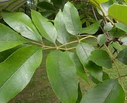Attēlu rezultāti vaicājumam “Fraxinus pennsylvanica leaf”