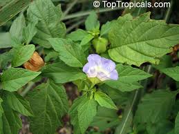 Attēlu rezultāti vaicājumam “Nicandra physalodes”