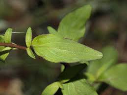 Attēlu rezultāti vaicājumam “Plantaginaceae”