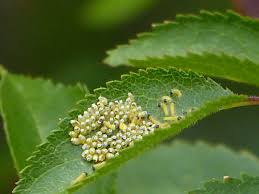 Attēlu rezultāti vaicājumam “Aporia crataegi larva”