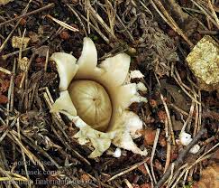 Attēlu rezultāti vaicājumam “Geastrum fimbriatum”