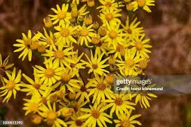 Attēlu rezultāti vaicājumam “Jacobaea vulgaris flower”