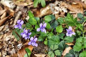 Attēlu rezultāti vaicājumam “Viola reichenbachiana”