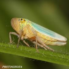 Attēlu rezultāti vaicājumam “Cicadella viridis female”