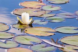 Attēlu rezultāti vaicājumam “Nymphaea alba leaf”