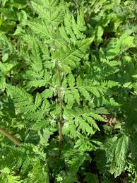 Image result for Myrrhis odorata