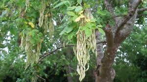 Attēlu rezultāti vaicājumam “Laburnum alpinum fruit”