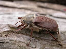 Attēlu rezultāti vaicājumam “Melolontha melolontha”