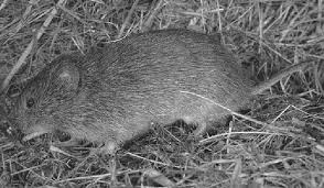 Attēlu rezultāti vaicājumam “Microtus agrestis”