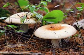 Attēlu rezultāti vaicājumam “Russulales”