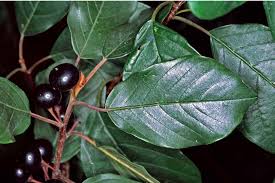 Attēlu rezultāti vaicājumam “Frangula alnus”