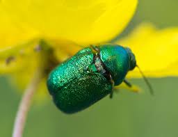 Attēlu rezultāti vaicājumam “Cryptocephalus aureolus, Cryptocephalus sericeus”