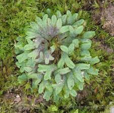 Attēlu rezultāti vaicājumam “Riccia bifurca”