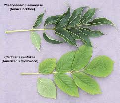 Attēlu rezultāti vaicājumam “Phellodendron amurense bud”