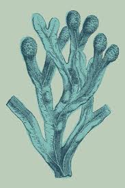 Attēlu rezultāti vaicājumam “Fucus vesiculosus”