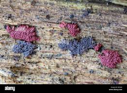 Attēlu rezultāti vaicājumam “Arcyria stipata spores”