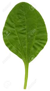 Attēlu rezultāti vaicājumam “Plantago major leaf”