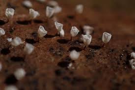 Attēlu rezultāti vaicājumam “Craterium minutum macro”