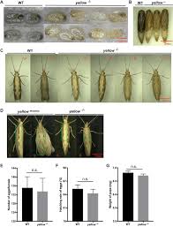 Attēlu rezultāti vaicājumam “Plutella xylostella”