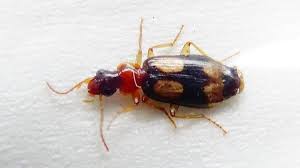 Attēlu rezultāti vaicājumam “Dromius quadrimaculatus”