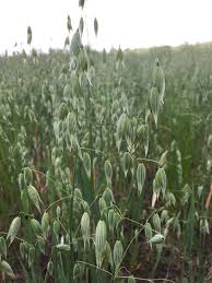 Attēlu rezultāti vaicājumam “Avena sativa”