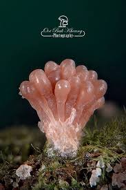 Attēlu rezultāti vaicājumam “Didymium spongiosum macro”